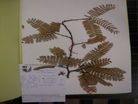 Herbarium sample